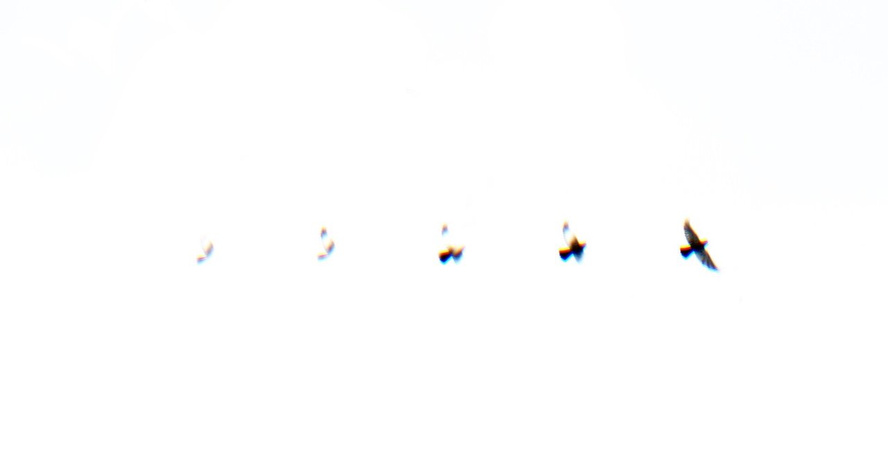 伊藤なむあひ「偏在する鳥たちは遍在する」